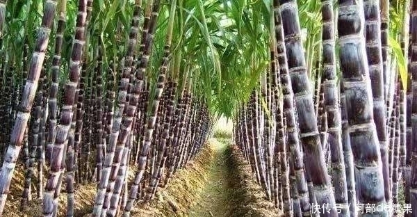 消炎杀菌|女性常吃3种蔬果,消炎杀菌、补铁补血、保护卵巢、告别妇科病