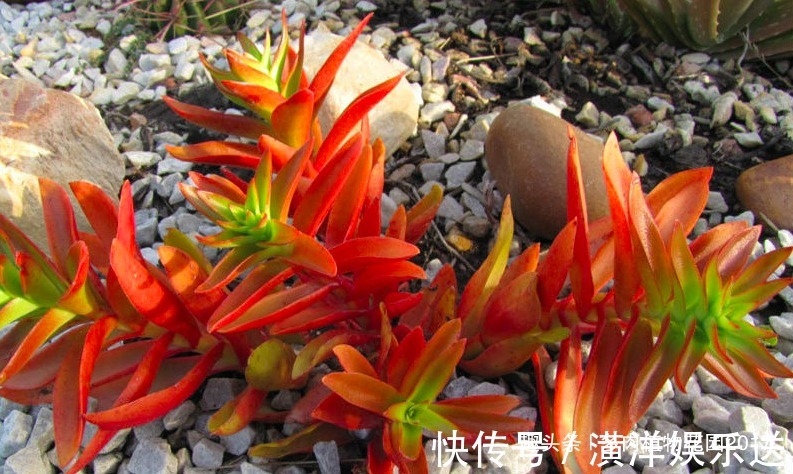 珍珠岩|火祭生长速度较快，一定进行这个操作