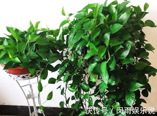 俗语:一颗绿萝七个鬼,有啥寓意?家里到底可不可以养绿萝