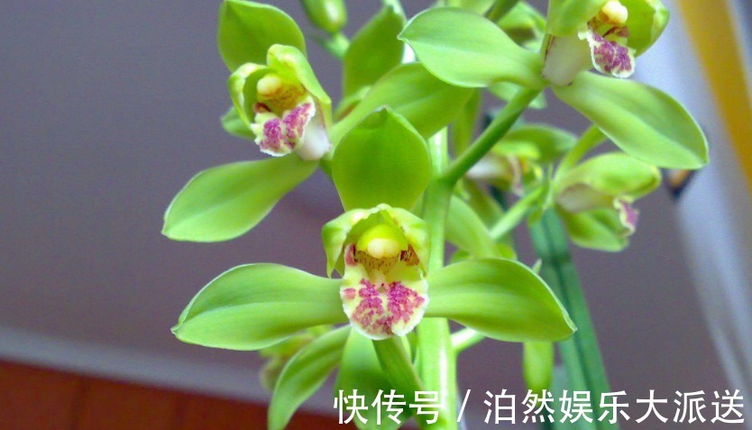 魁首|它是兰花的魁首,花型少见颜值高,曾经价格昂贵,现在走进百姓家