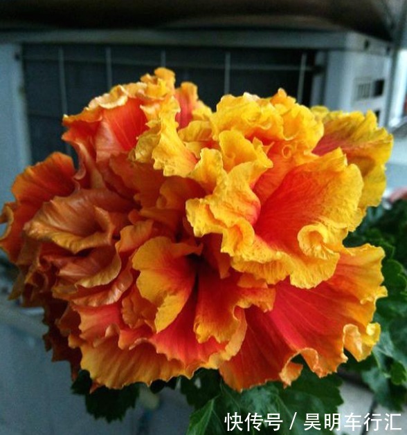 邻居在窗台养了1种花,开花太漂亮,花色像“黄金”,美得发光