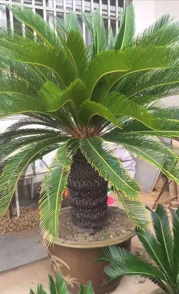 铁树|五种“镇宅花”,听名字就很“霸气”,关键还好养