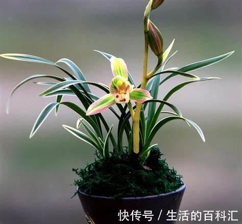 养花试试这款,清新别致,赏心悦目,真的非常好看