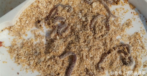 越聚越|冬季钓鲫鱼,打窝聚鱼不如散炮聚鱼,用这些方法,鱼越聚越多!