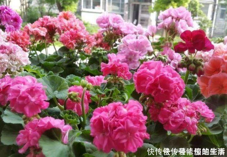 天竺葵|4种花养在客厅超美的,好养易活不招虫,一开花就爆盆