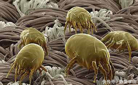 毛囊|枕头不清洁,百万螨虫陪你睡!只需一招,洗都不用洗,立刻变干净!