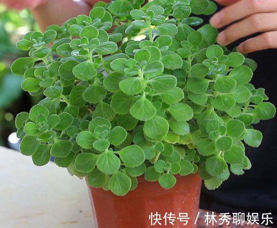 很容易养的3种花,养护不费心,给点水就来劲,开花美艳你阳台