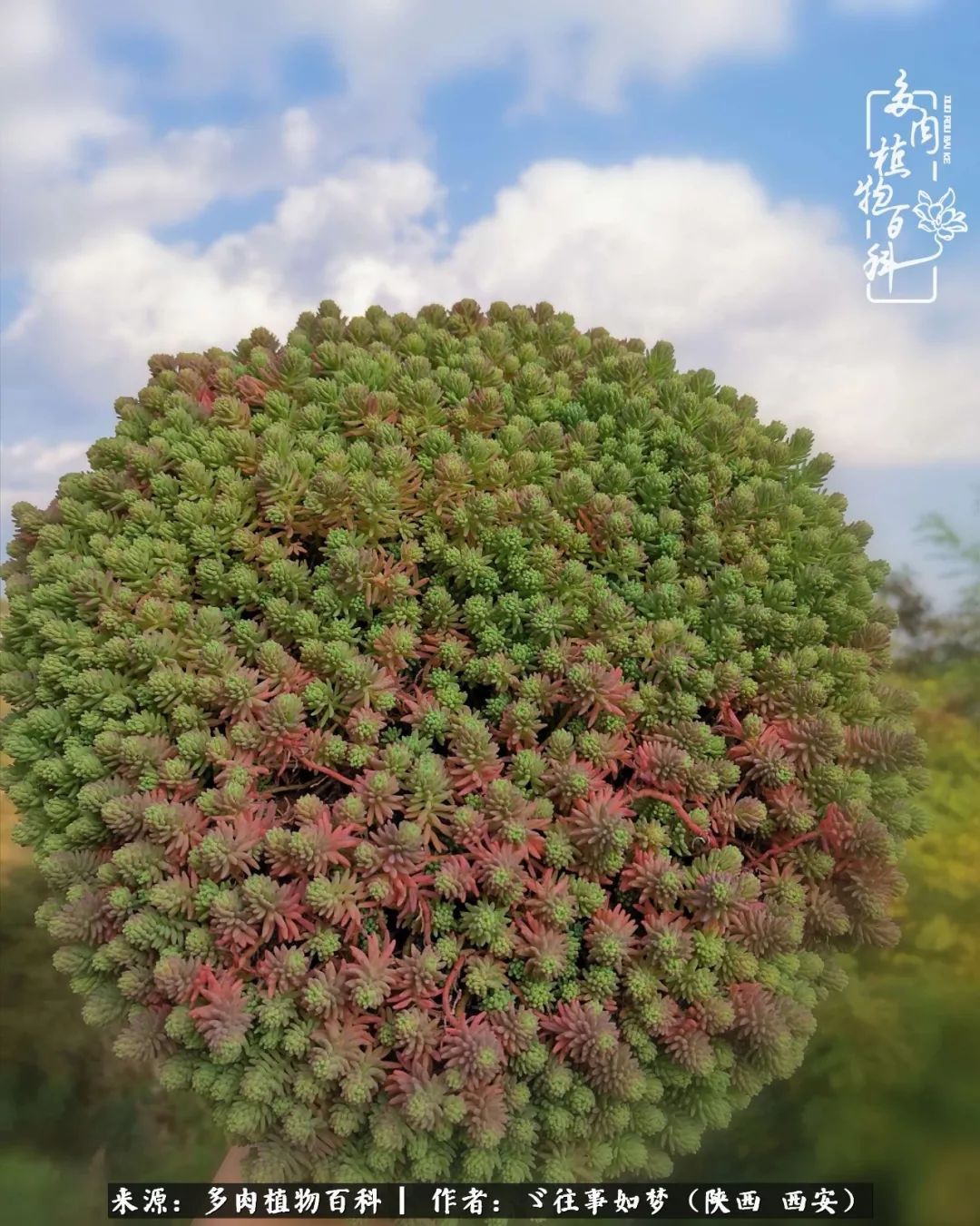 愿你付出甘之如饴,愿你所得归于欢喜!