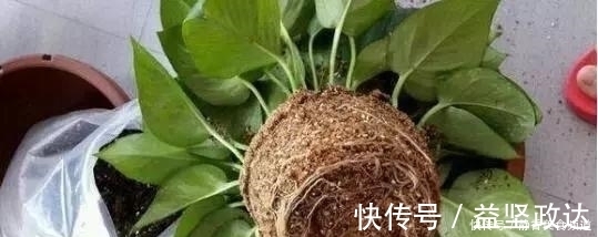 浇水|花卉换盆时,这些没做好,就等于白换了