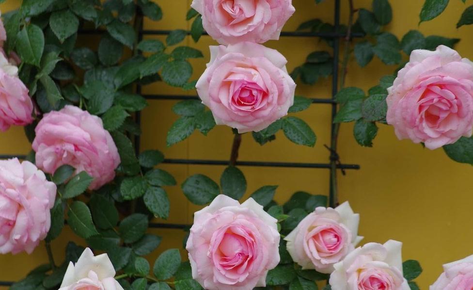 老枝|又到了欧月爆花的季节,这样养护爬满你的院子