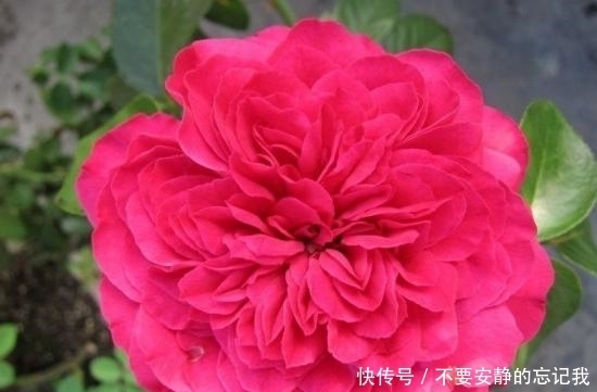 香水|这种花比香水还好闻,花色艳丽,花型极大,抗病性强,是盆栽佳品