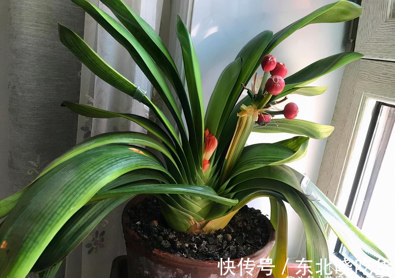 养君子兰时，当叶片出现这9种异状，能快速找出病因，及时解决