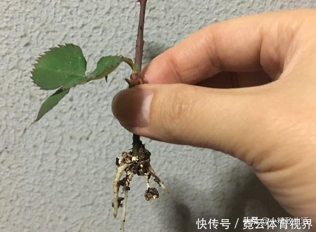 花友|玩扦插有2个难点,试试这个小方法,1月长出“大白腿”,成活高?