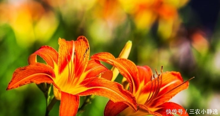  养花|喜欢养花，不如养盆萱草花，被誉为母亲花，清香秀气，优雅多姿