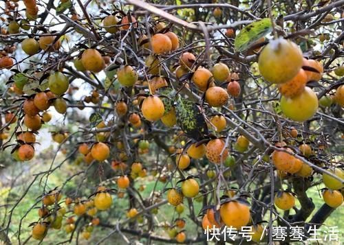 枝条|老鸦柿和金弹子不一样，做好修剪蟠扎，造型漂亮挂果多，比金弹子还要好看
