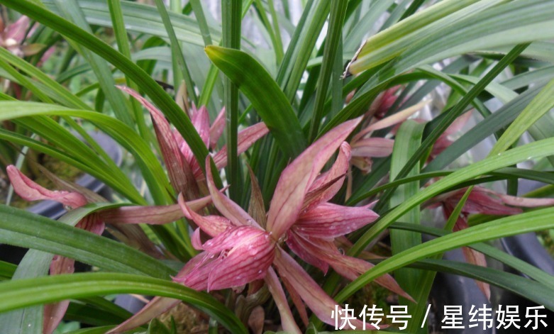 王者香|好看的兰花这样栽种后,不但可以常常开花,还能芳香满屋