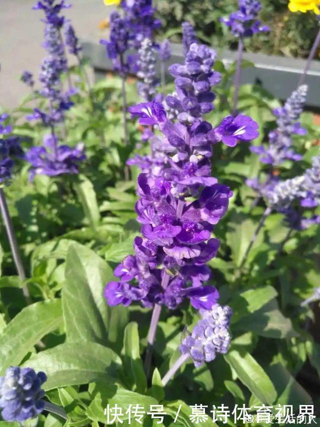 鼠尾草鼠尾草|这花名字太难听，我实在叫不出口，到底谁起的