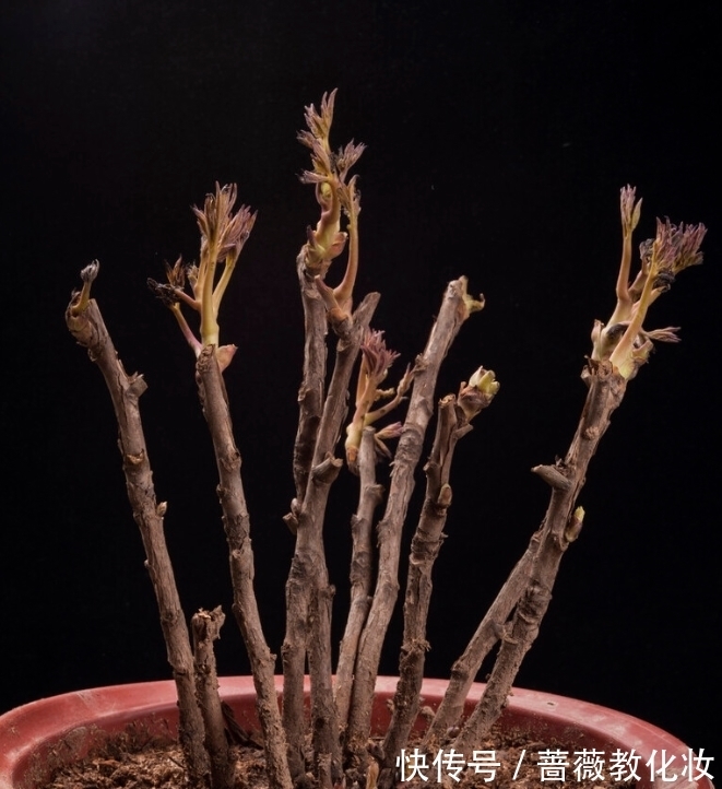 6种花草根本不值得花钱,老花匠良心总结,被骂也要公布