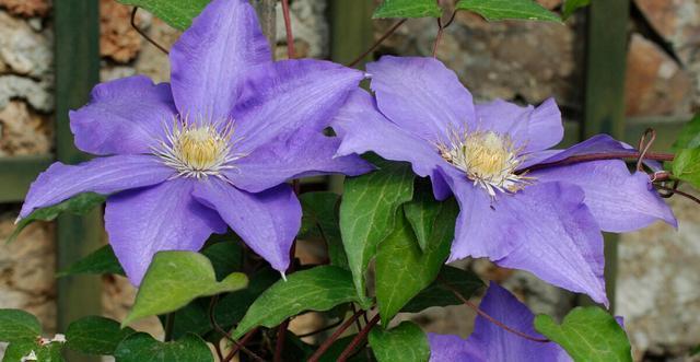休眠期|夏天会假死的几种花,叶片枯萎也不要扔,养到秋天就能恢复生长