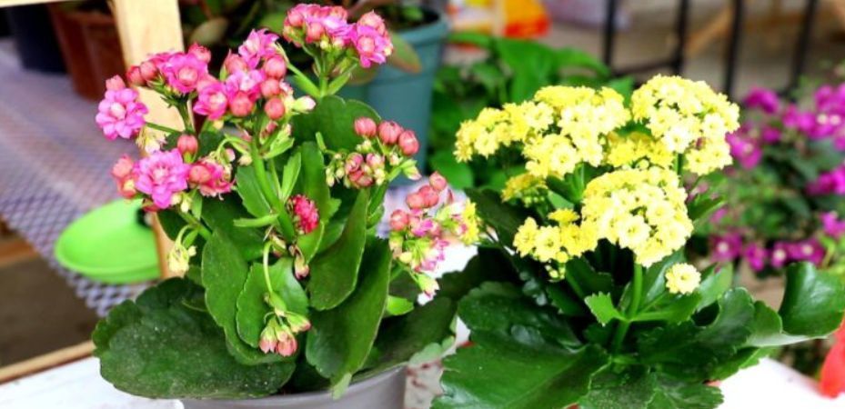 长寿花“难养活”?不妨试试这样做,成活率高,还能再养七八年!