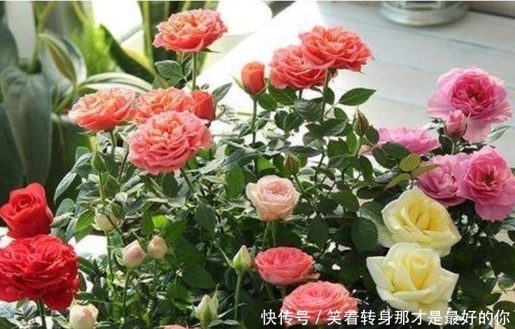 最适合春天养护的三种花，开花漂亮花期长，谁养谁喜欢