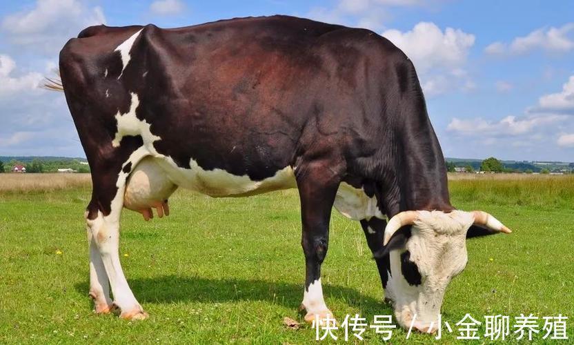 营养不良|母牛早产是什么原因造成的?母牛为什么会早产?真实原因在这里