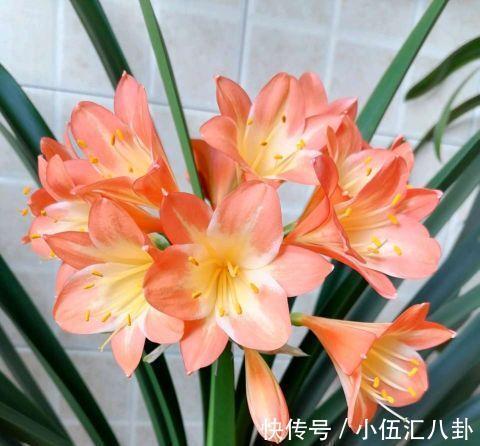 夏季|夏季养君子兰,记住一个少字,不烂根不黄叶,长的就是旺
