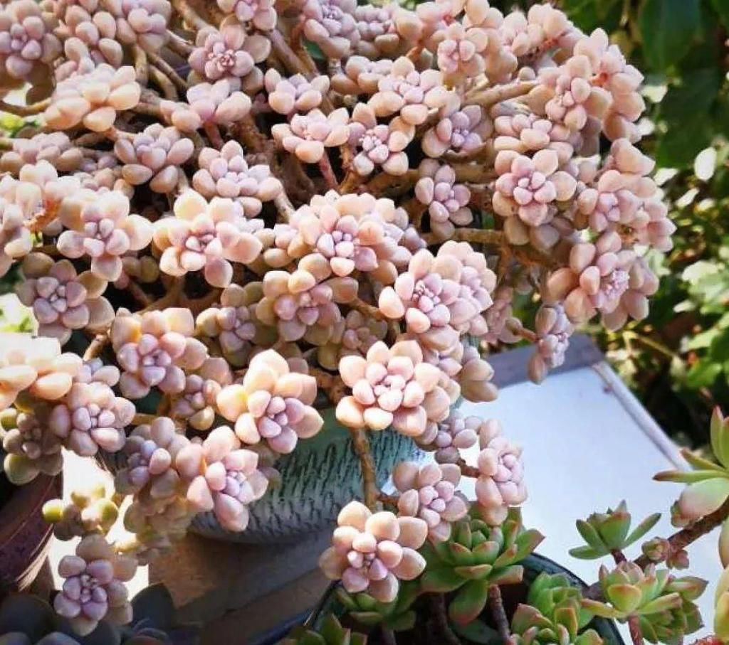 寒潮过后，多肉美出天际，颜色鲜艳明亮，真馋人！