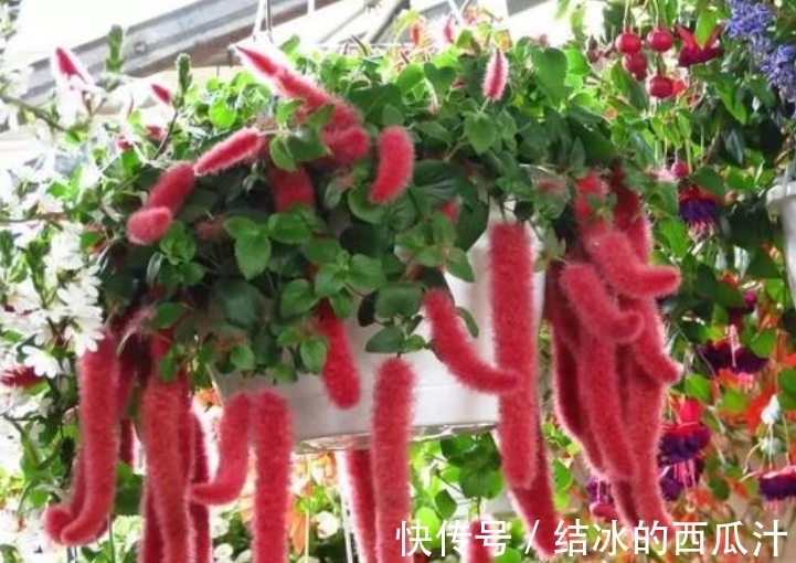 养花就养4种花,家里养一盆,满屋飘香,清新幽雅!