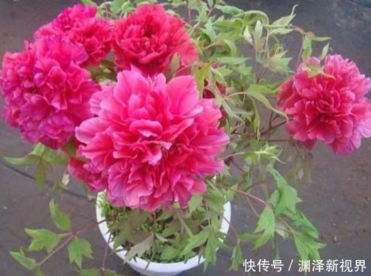 想要在家栽种牡丹花,请牢记3点,花期一到阳台、庭院成花海