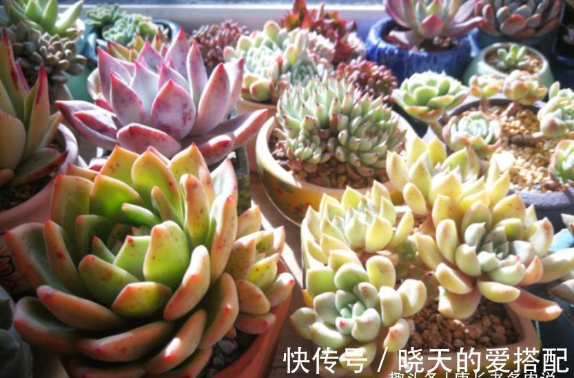 送朋友多肉又不落俗套？红橙黄绿青蓝紫彩虹系7色多肉了解一下！