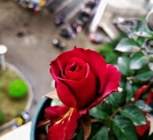 五种花如果现在有花苞了,买回家一定要剪掉