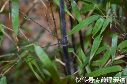 羌活|它不仅是治狂犬病的佳药，还可治骨节痛！知道的人不多