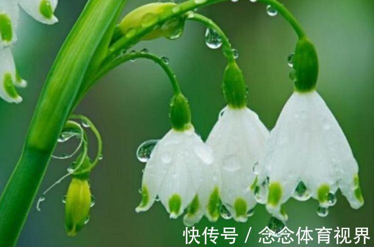 家养此款花卉,开花勤爱爆盆,花量大不操心,很受爱花人士的喜爱