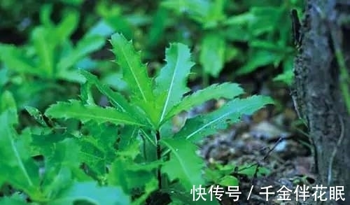 榆树钱|它是农村一大害草,满身是刺,却是春季极品野菜,含钙高,别错过