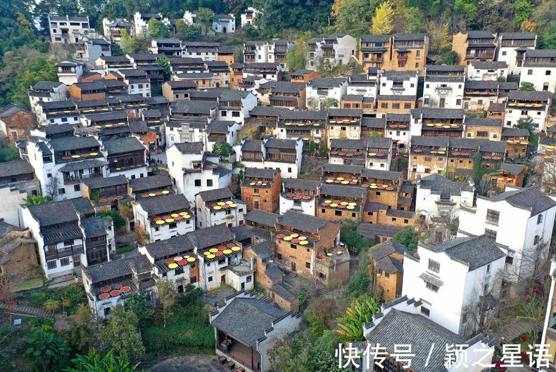 桕坑村|古村改造的标杆，乌桕树成了摇钱树，赏秋胜地闻名全国