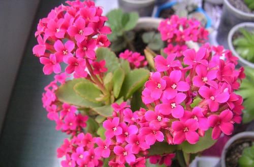 长寿花最爱喝一口“它”，喝一次花苞满枝头，美极了