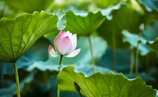 究竟|小暑,“上蒸下煮”,最热天气正在赶来“三暑”“三伏”究竟有啥联系