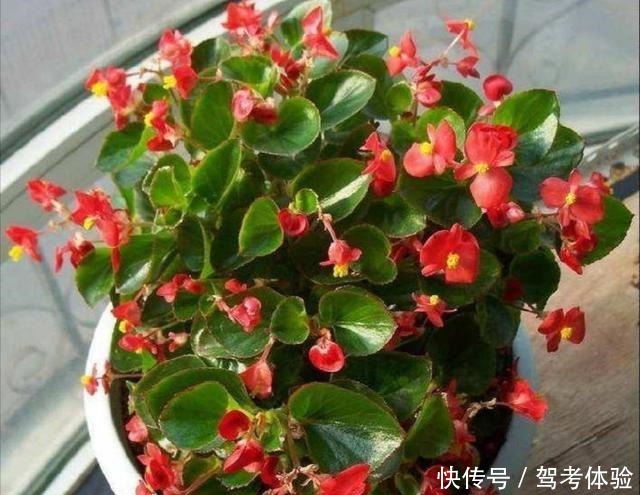 家里养2种花，可以常年开花，美观又漂亮！