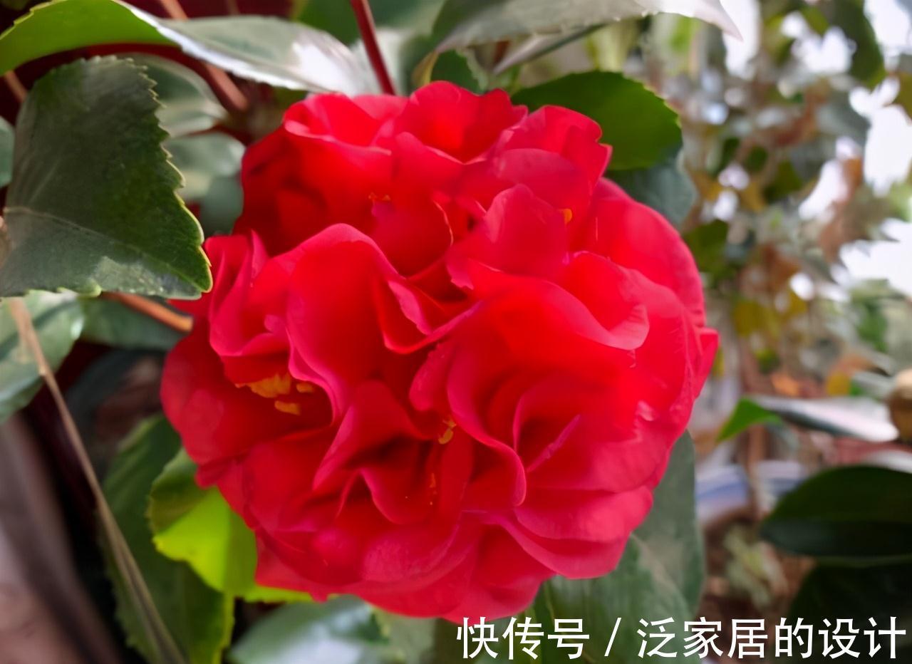 放弃月季吧，此花一开就是小半年，花型大如脸盆，价位很亲民