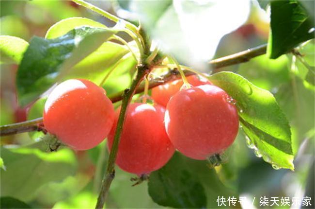 食物|夏天来了,女性多吃三种食物,补血调经,美容减肥,爱吃就赚了