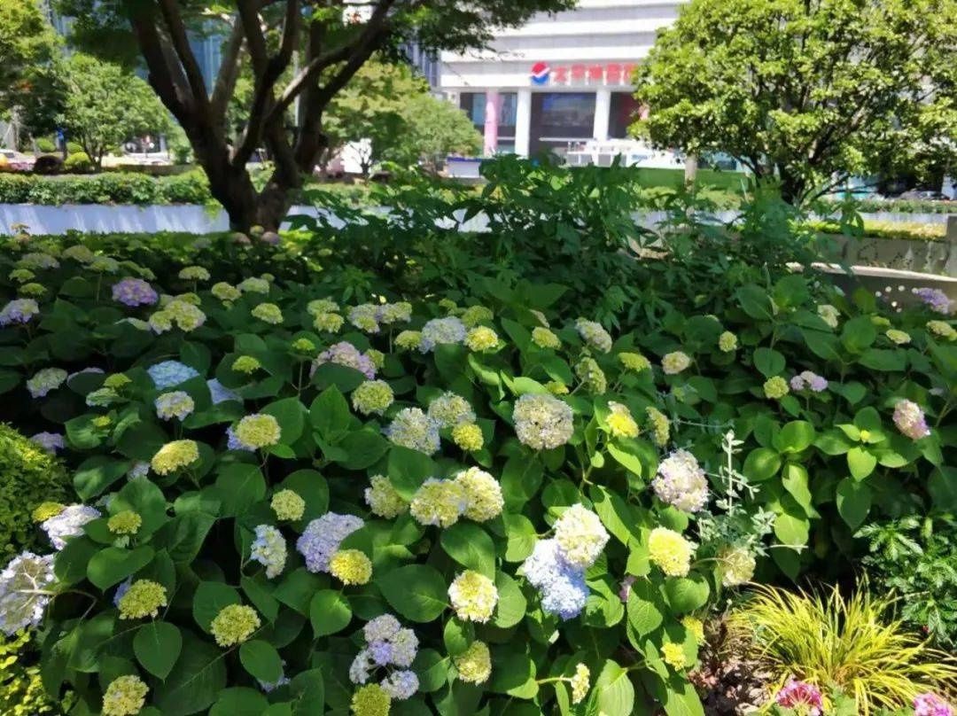 马卡龙|绣球繁花尽绽放 徐汇街头觅“清新”