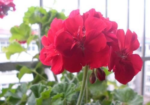  超仙|超仙的4种花，比切花玫瑰漂亮，花香浓郁，四季都开花，还很好养