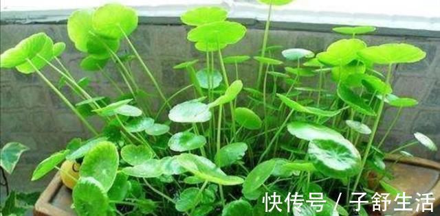 花盆|野外有3种“植物”,遇水就活,非常好养,还能做盆景