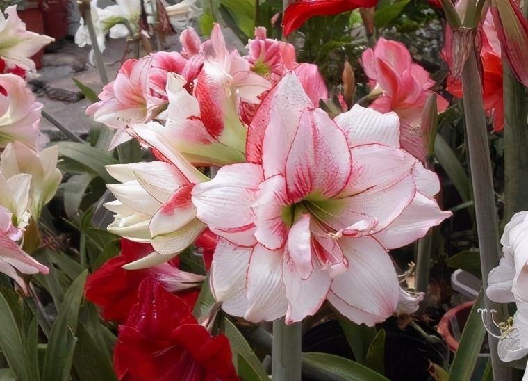 洋朱|一种“大胖花”，埋土里2个月，不用管它，窜满花箭，开花大又多