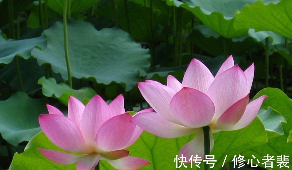 一个字!古诗词中最美的10朵花,《山园小梅》仅排第二,谁独占榜首?