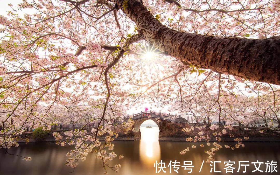 小火车|再过30天,世界又要被惊艳了!因为,中国的春天到了