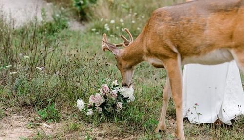 小鹿闯入婚纱照拍摄现场，抢夺新娘手中玫瑰，多么美妙的惊喜！
