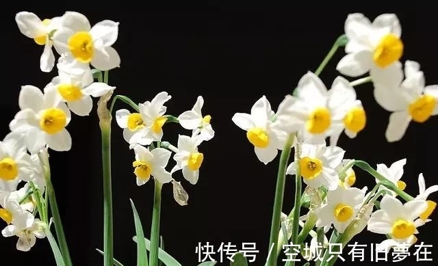 世界上十大最美的花,彼岸花排第二!