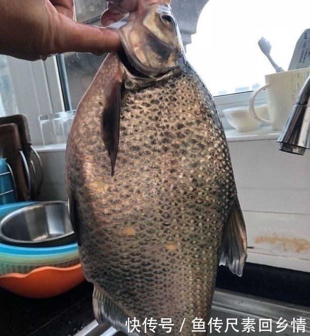 一天能钓“千斤”鱼我做不到，但这样钓鳊鱼一天能钓十来斤